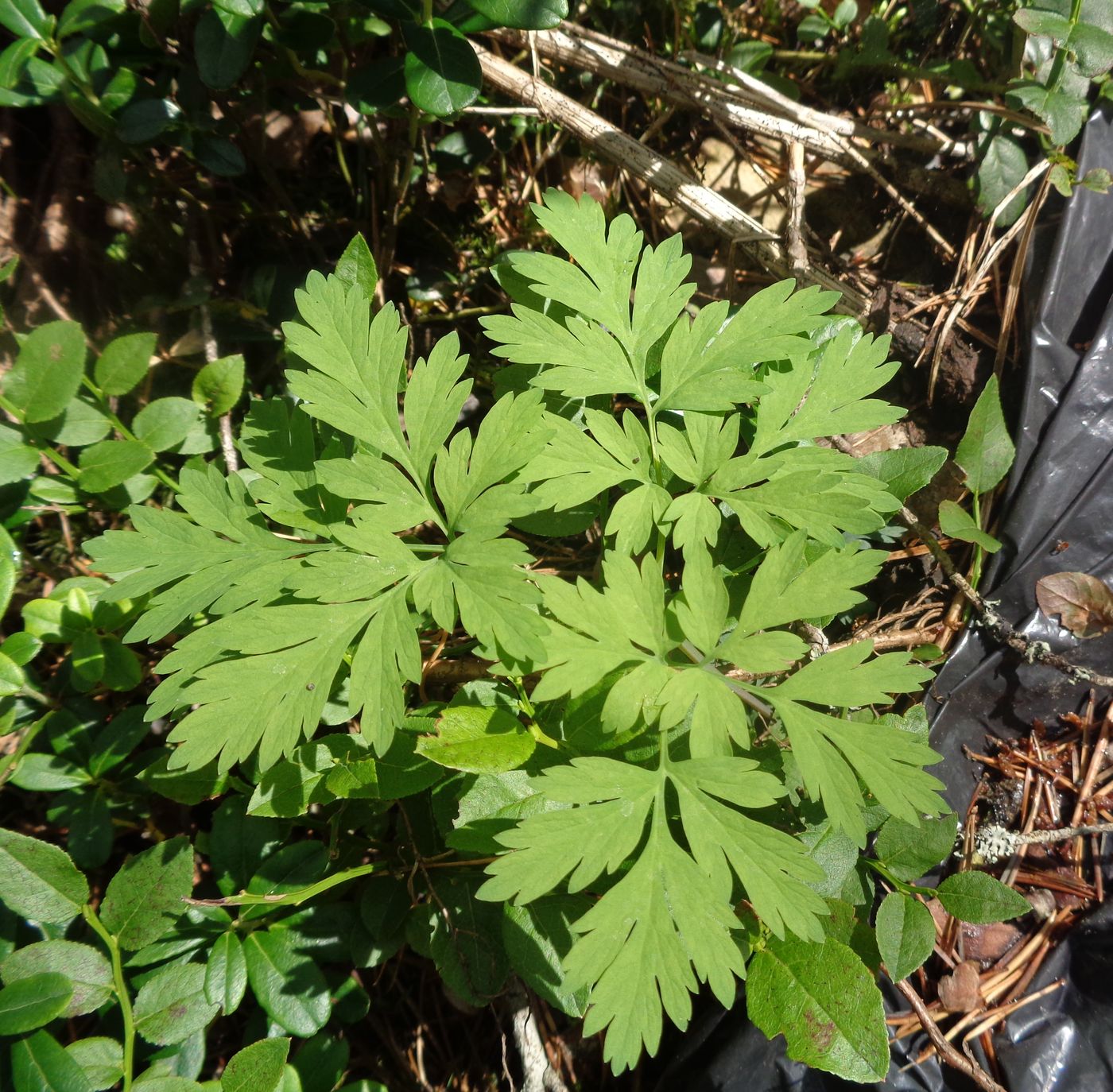 Image of Dicentra formosa specimen.