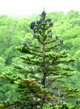 Abies gracilis