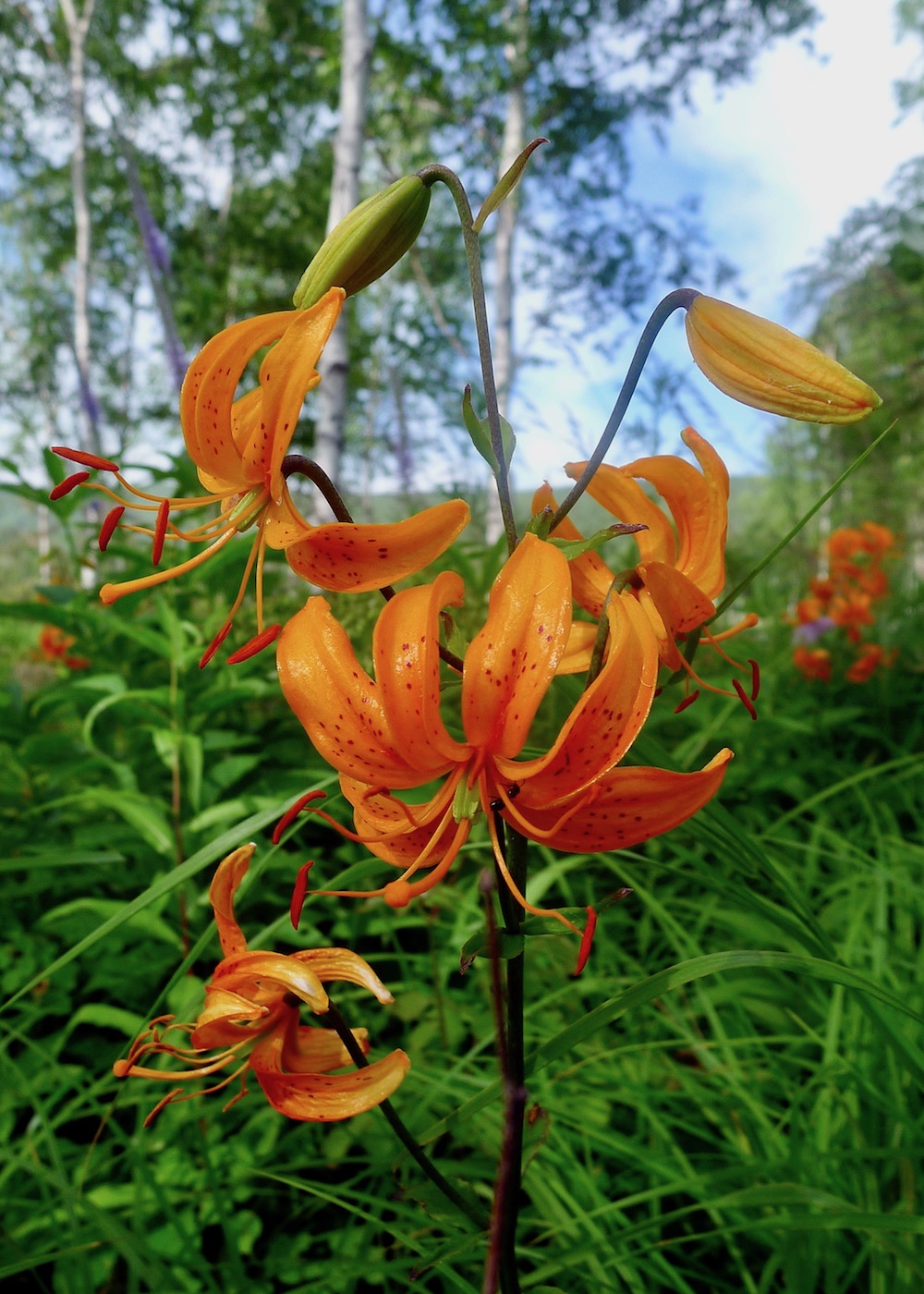 Изображение особи Lilium distichum.