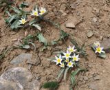 Tulipa biflora