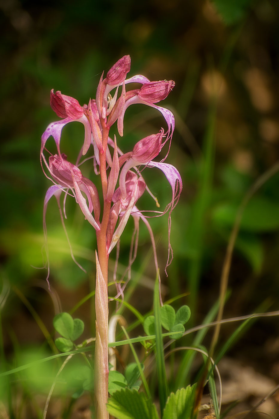 Image of Himantoglossum comperianum specimen.