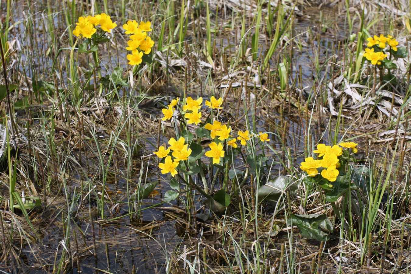 Image of Caltha palustris specimen.