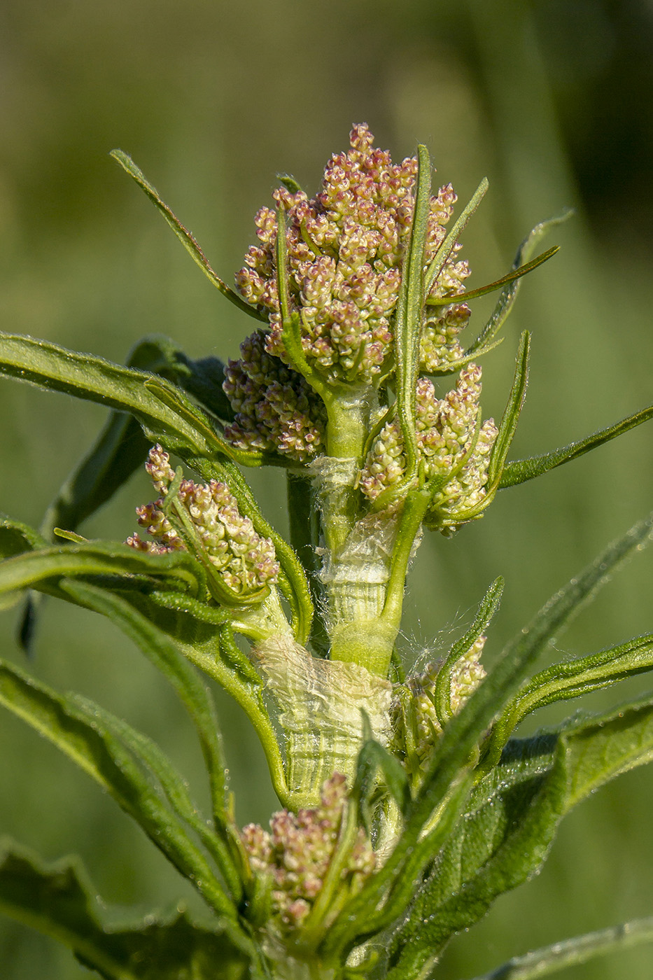 Изображение особи Aconogonon alpinum.