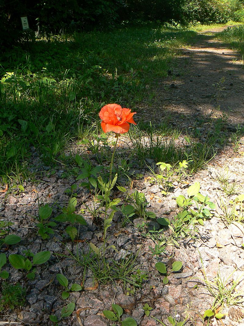 Изображение особи Papaver rhoeas.