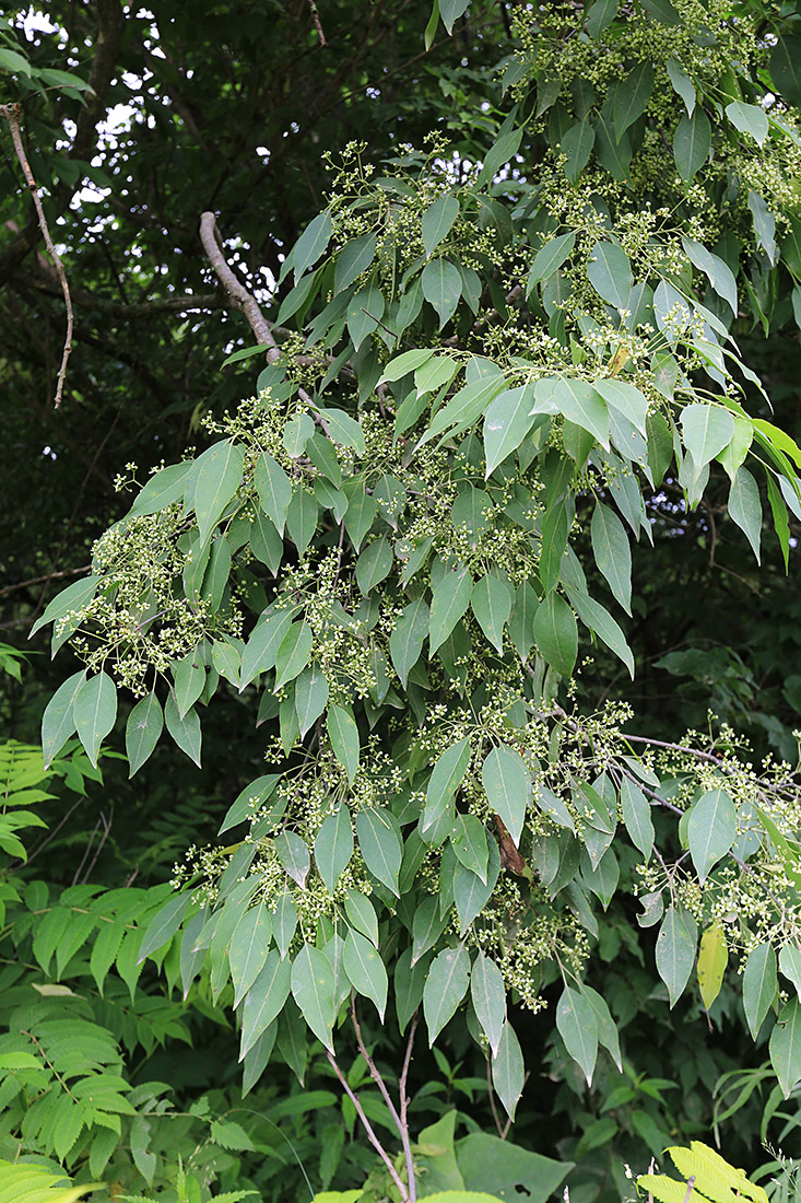Image of Euonymus maackii specimen.