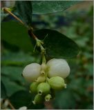 Symphoricarpos albus variety laevigatus. Соплодие с незрелыми и созревшими плодами. Чувашия, г. Шумерля. 1 сентября 2010 г.
