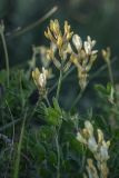 Astragalus albicaulis