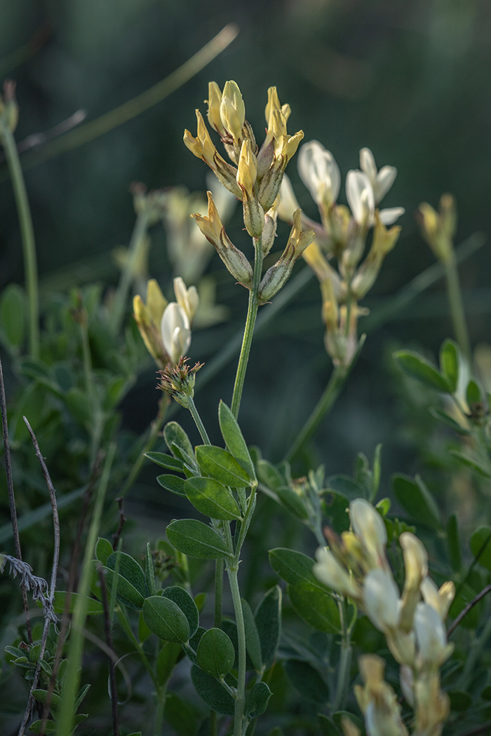 Изображение особи Astragalus albicaulis.