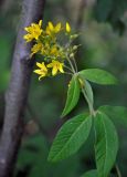 Lysimachia vulgaris. Верхушка цветущего растения. Челябинская обл., Каслинский р-н, берег оз. Киреты, прибрежные заросли ив и ольхи. 24.07.2020.