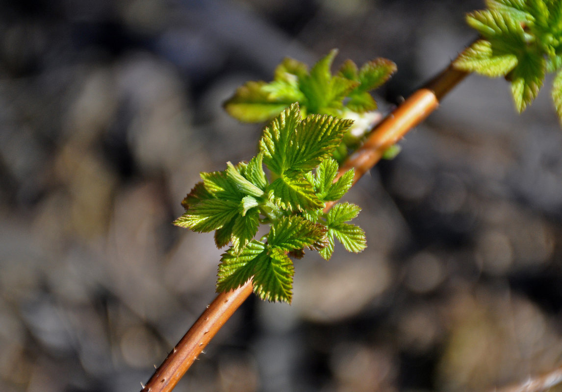 Image of Rubus idaeus specimen.