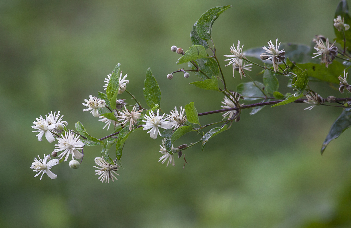 Image of Clematis vitalba specimen.