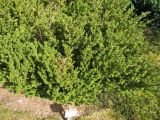 Podocarpus nivalis