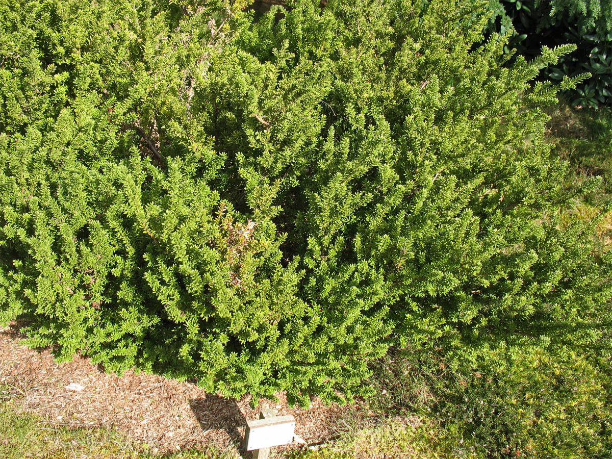 Изображение особи Podocarpus nivalis.