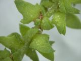 род Atriplex