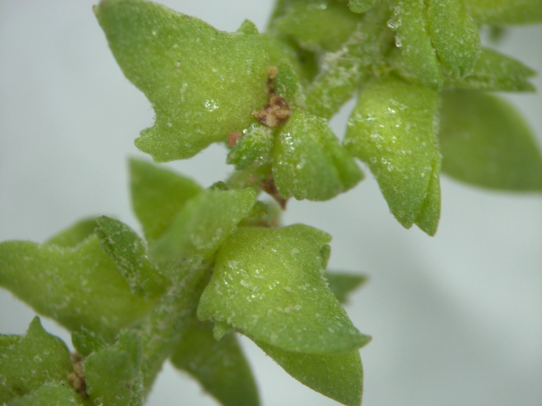 Image of genus Atriplex specimen.