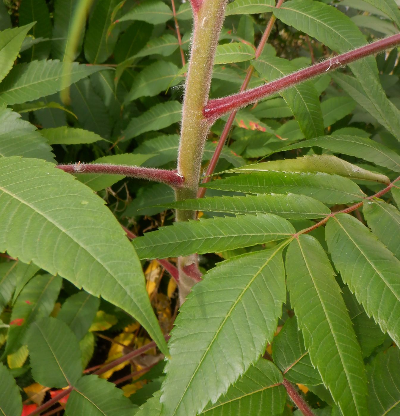 Image of Rhus typhina specimen.