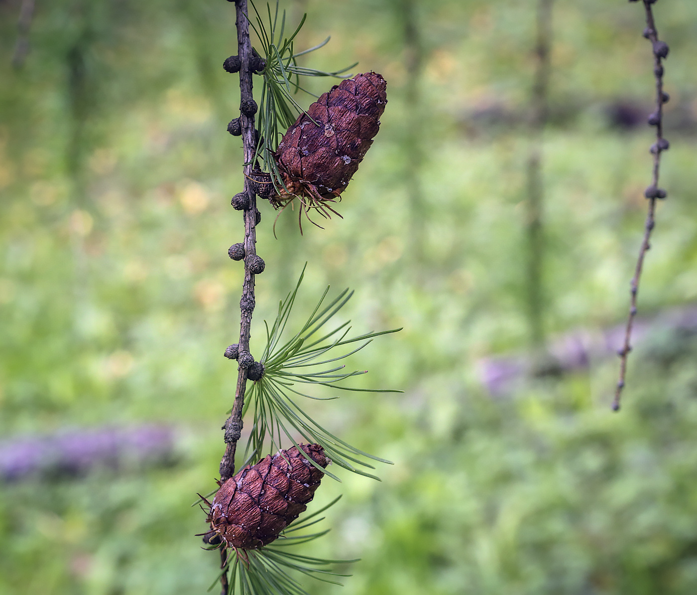 Изображение особи Larix &times; czekanowskii.