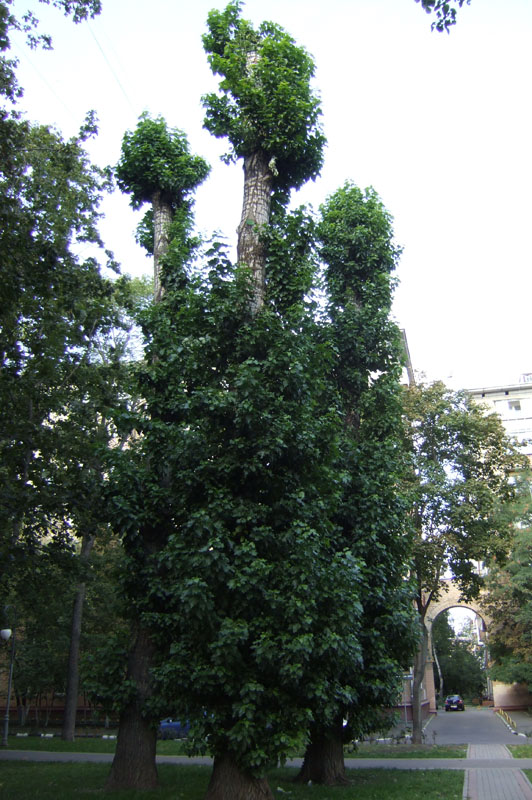 Image of Populus &times; berolinensis specimen.