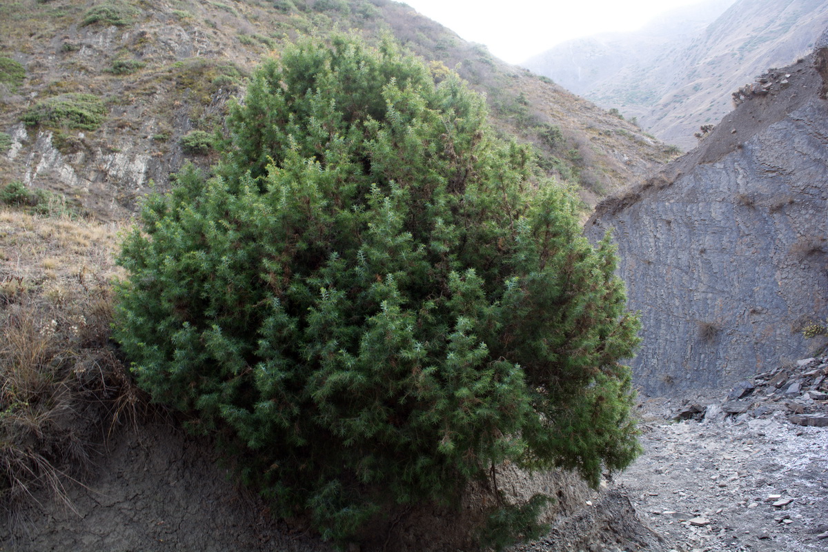 Изображение особи род Juniperus.