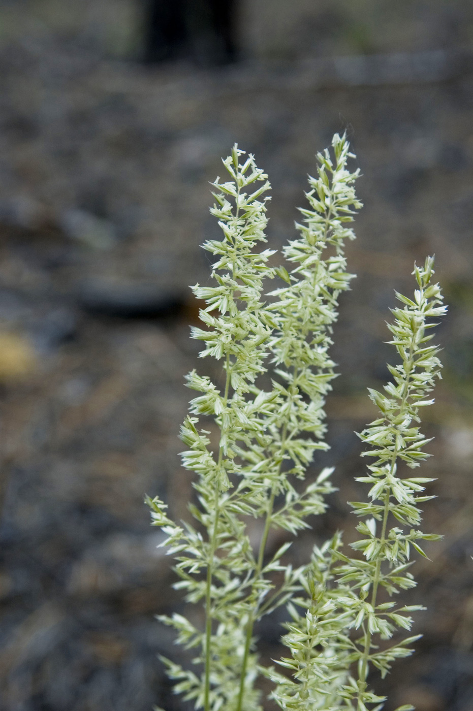 Image of Koeleria macrantha specimen.