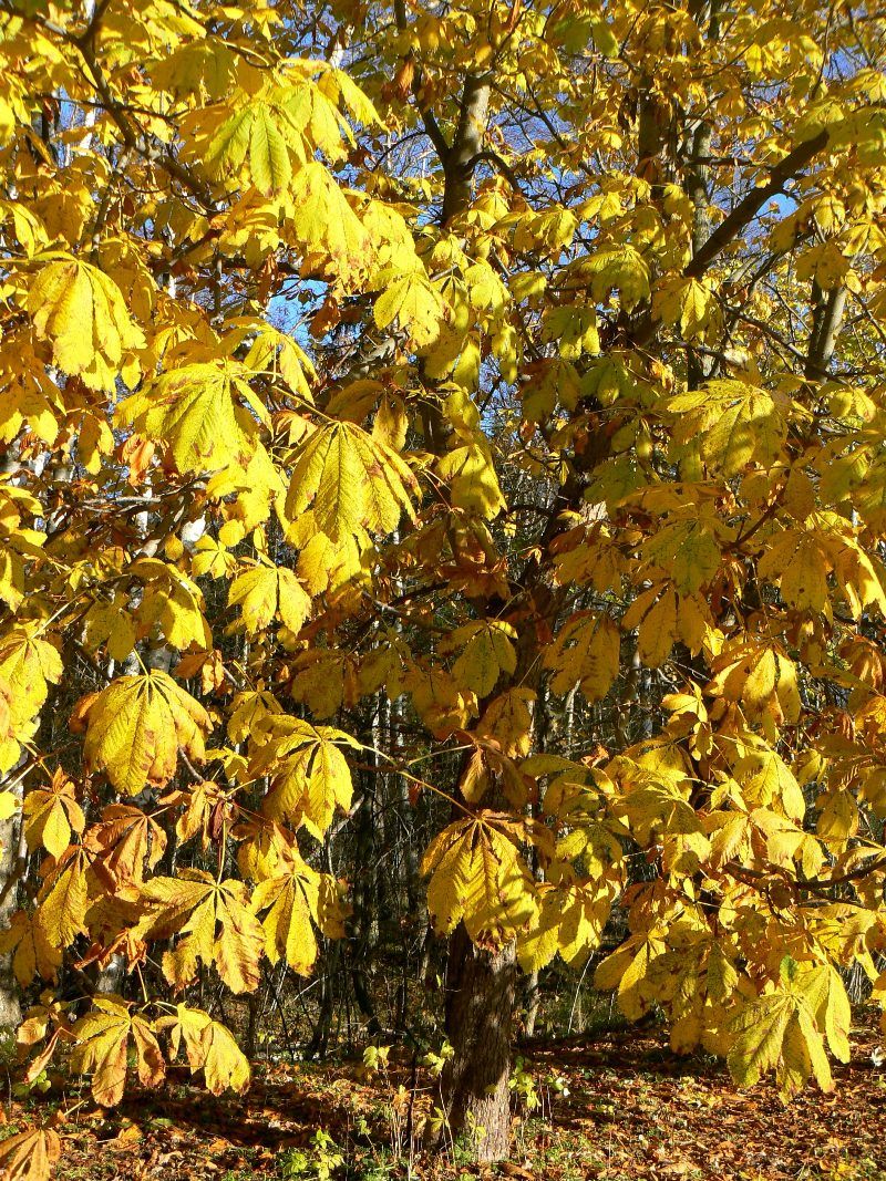 Изображение особи Aesculus hippocastanum.