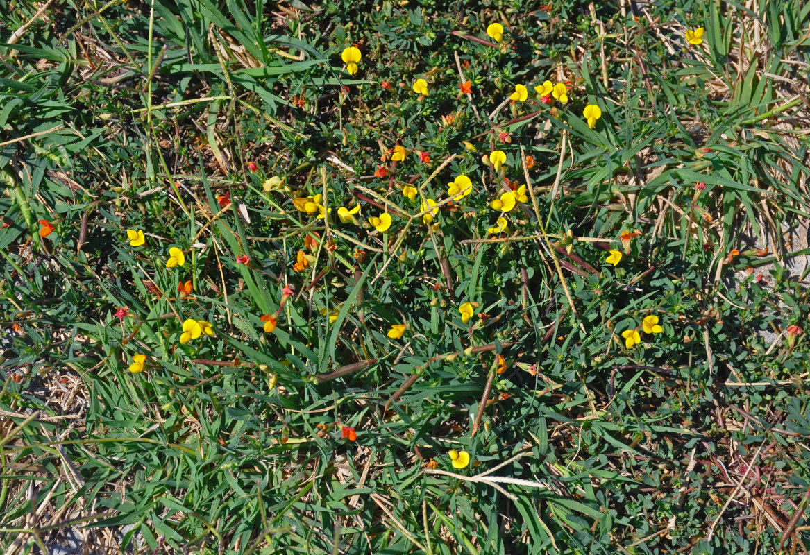 Image of genus Lotus specimen.