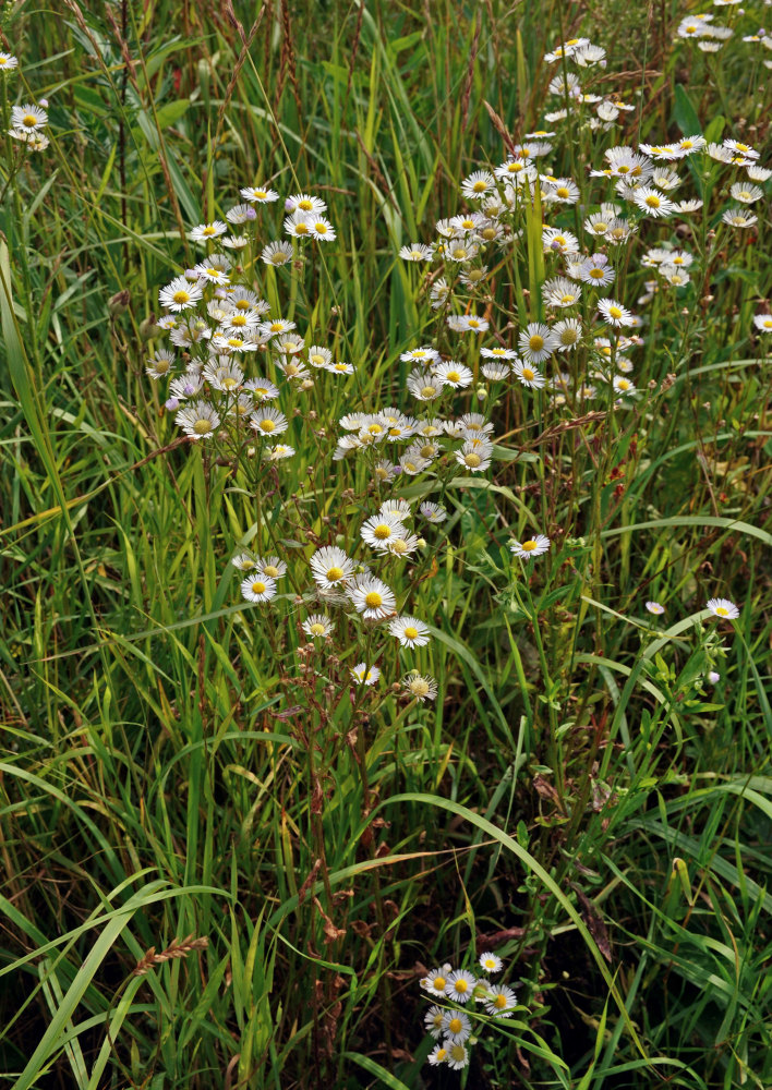 Image of Erigeron annuus ssp. lilacinus specimen.