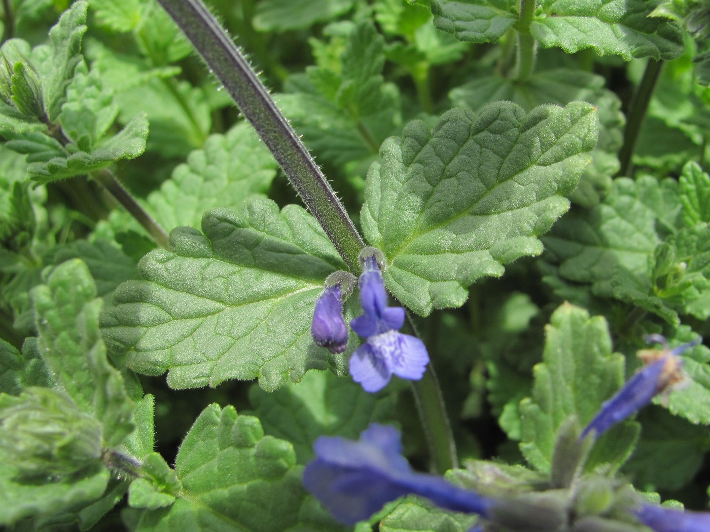 Изображение особи Nepeta supina.