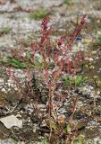 Atriplex micrantha