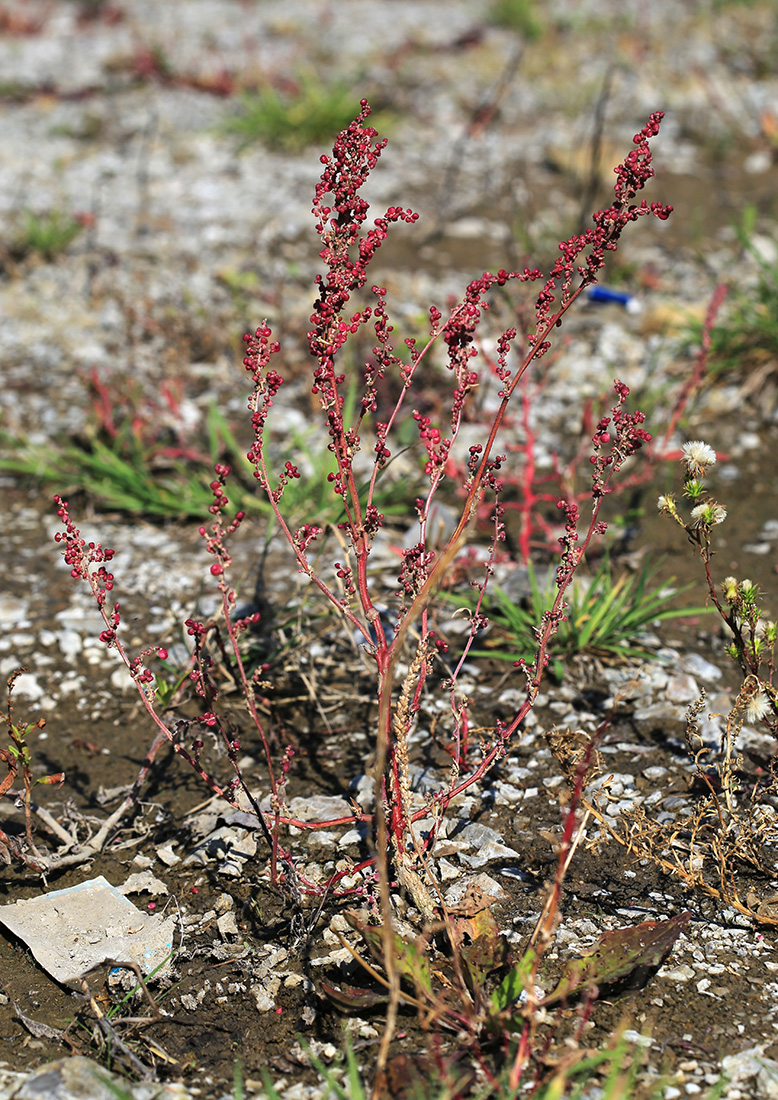 Изображение особи Atriplex micrantha.