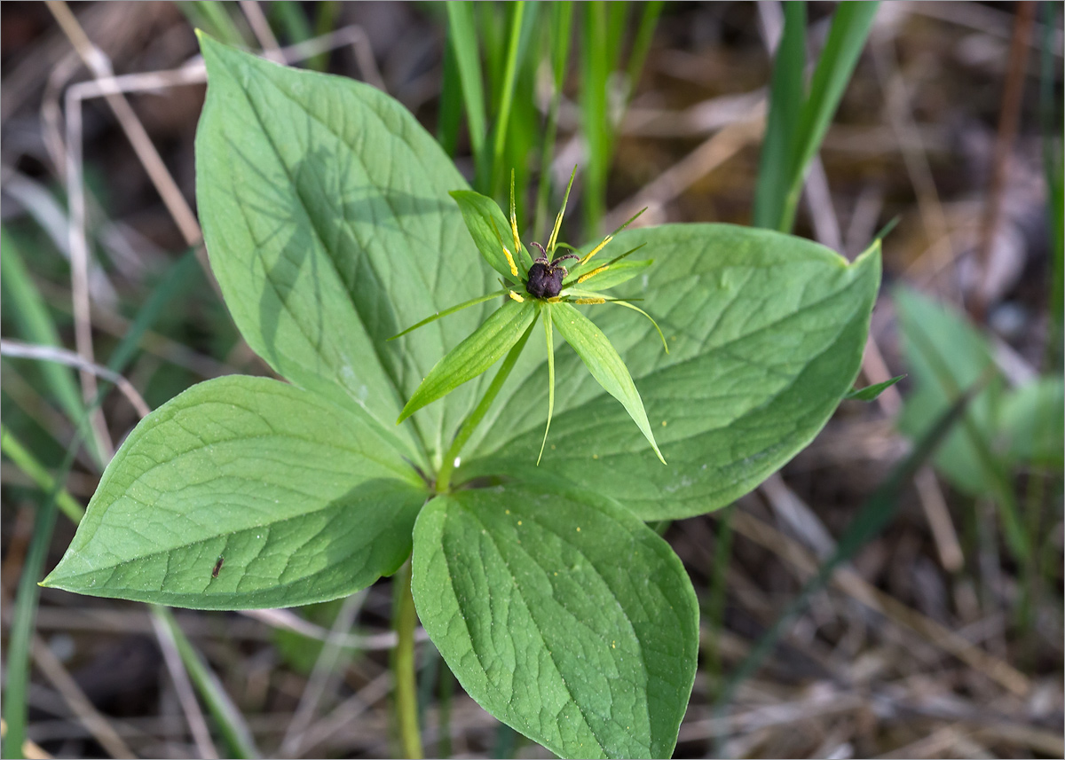 Изображение особи Paris quadrifolia.