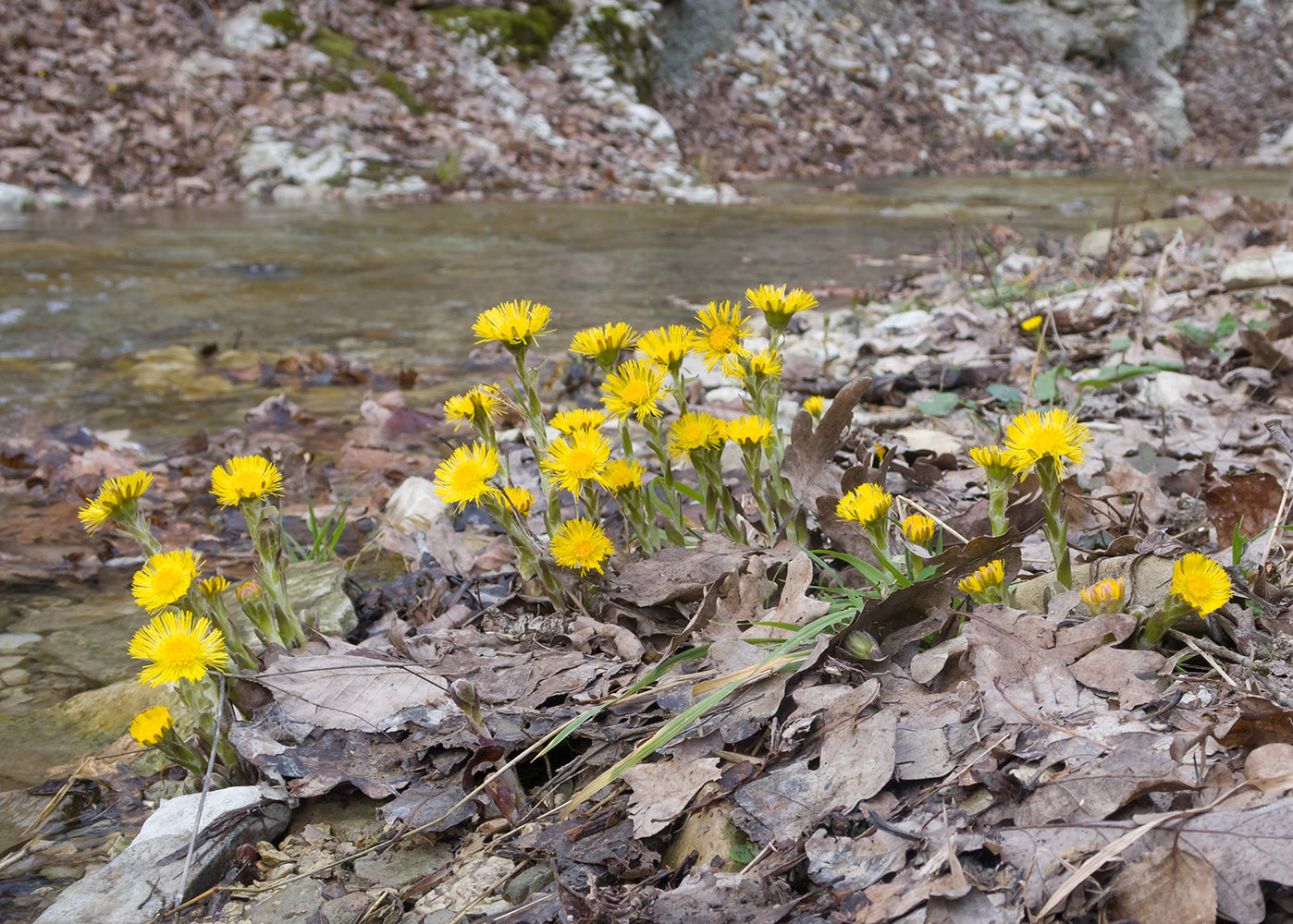 Image of Tussilago farfara specimen.