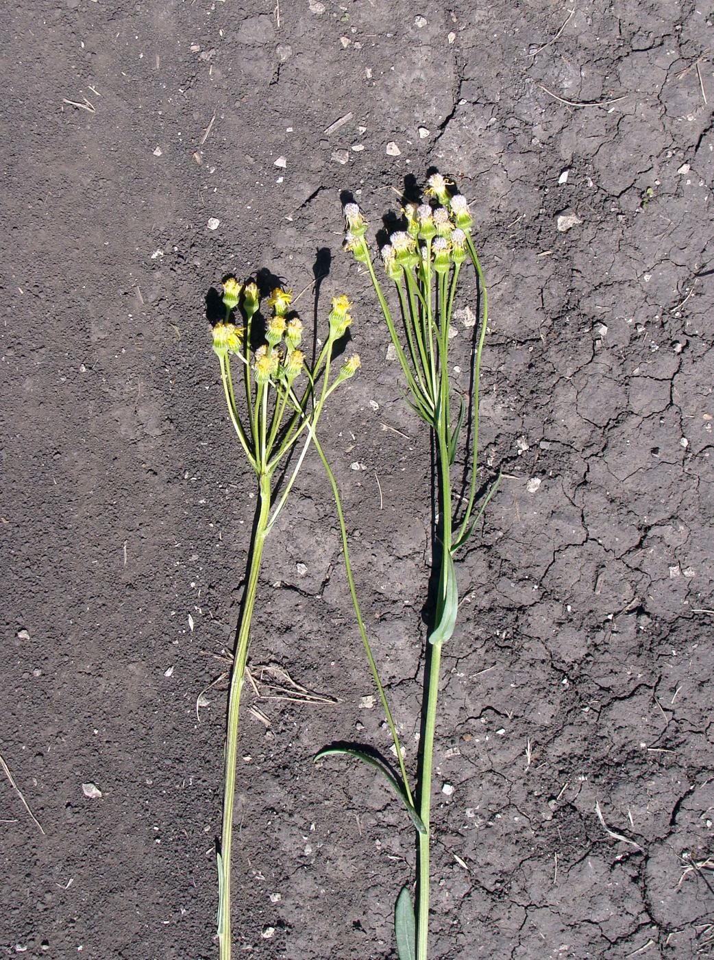 Image of Tephroseris integrifolia specimen.