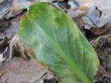Arum maculatum. Поражённый лист (вид на абаксиальную поверхность). Краснодарский край, Абинский р-н, ст-ца Холмская, приречный лес. 04.03.2020.