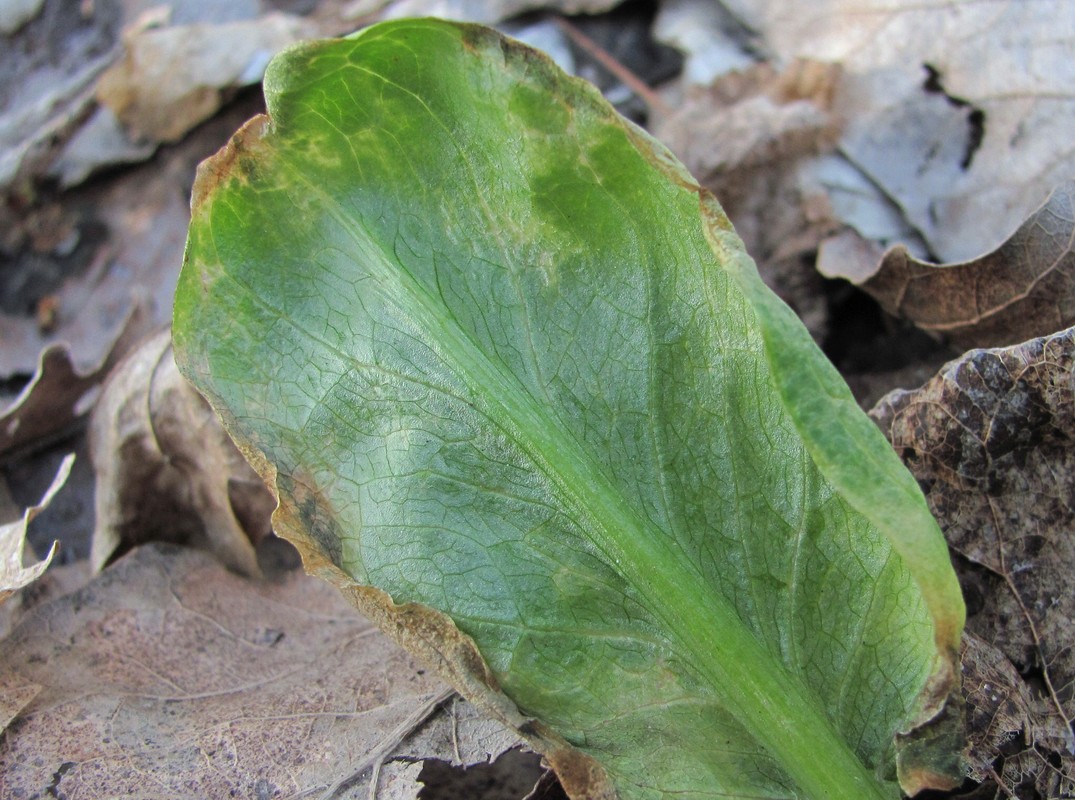 Изображение особи Arum maculatum.