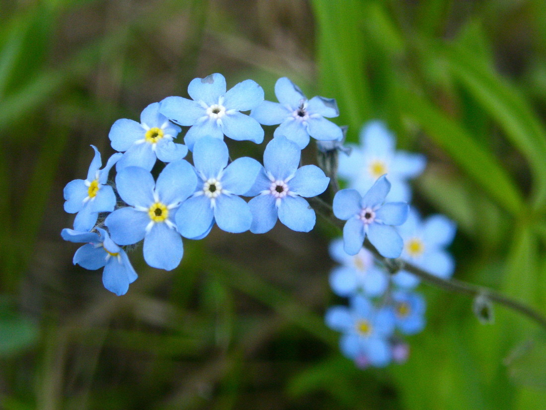 Изображение особи Myosotis imitata.