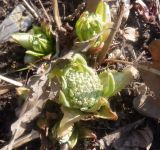 Primula denticulata