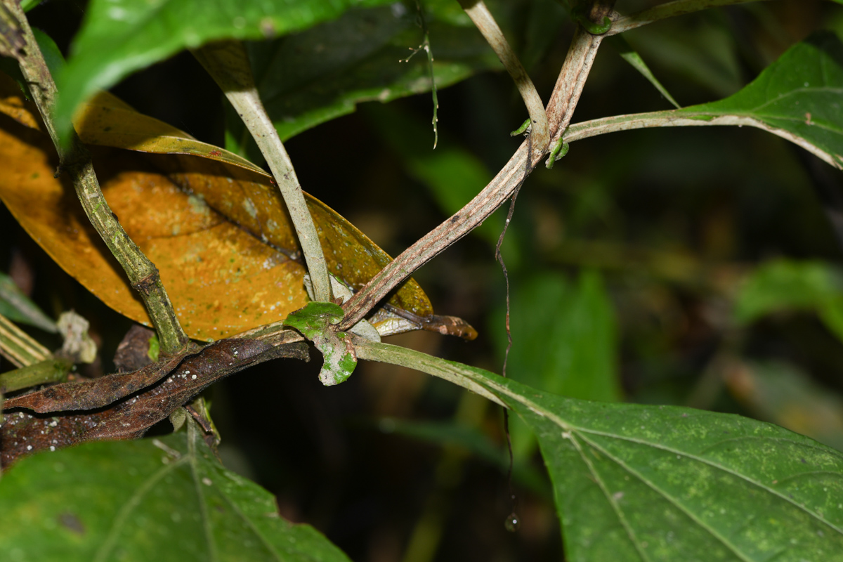 Image of Liabum vargasii specimen.