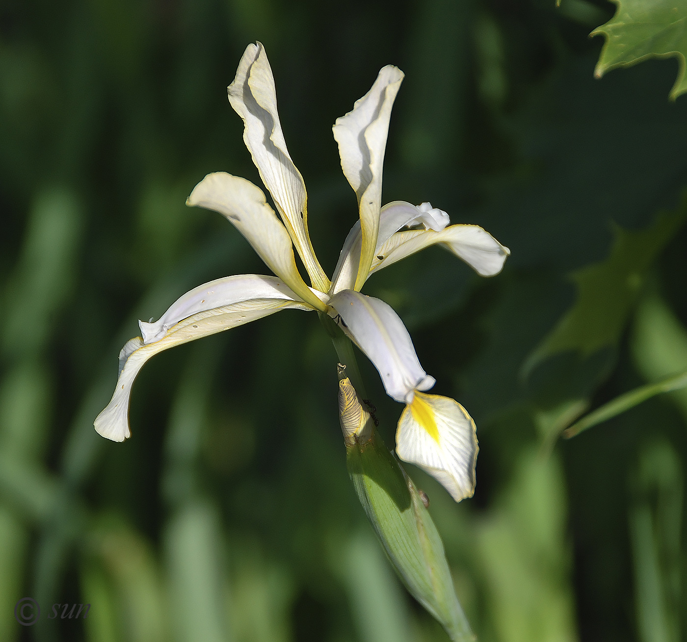 Image of Iris halophila specimen.