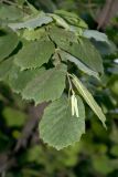 Corylus mandshurica