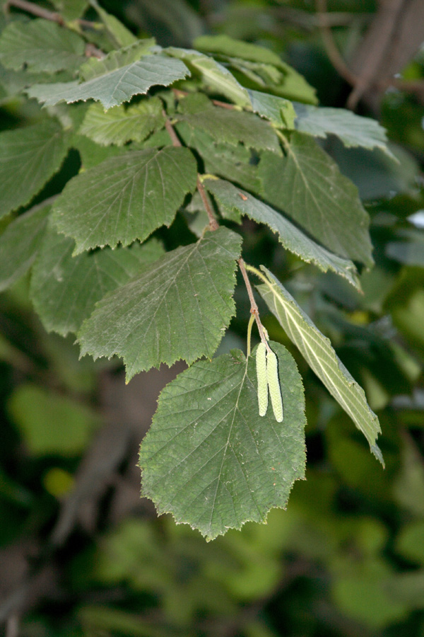 Image of Corylus mandshurica specimen.