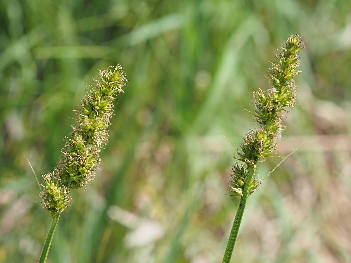 Изображение особи Carex vulpina.