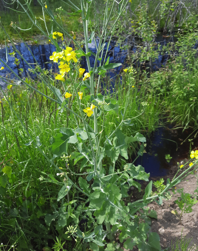 Изображение особи Brassica napus.
