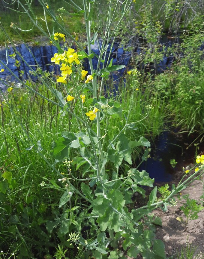 Изображение особи Brassica napus.