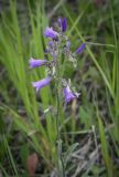 Campanula sibirica