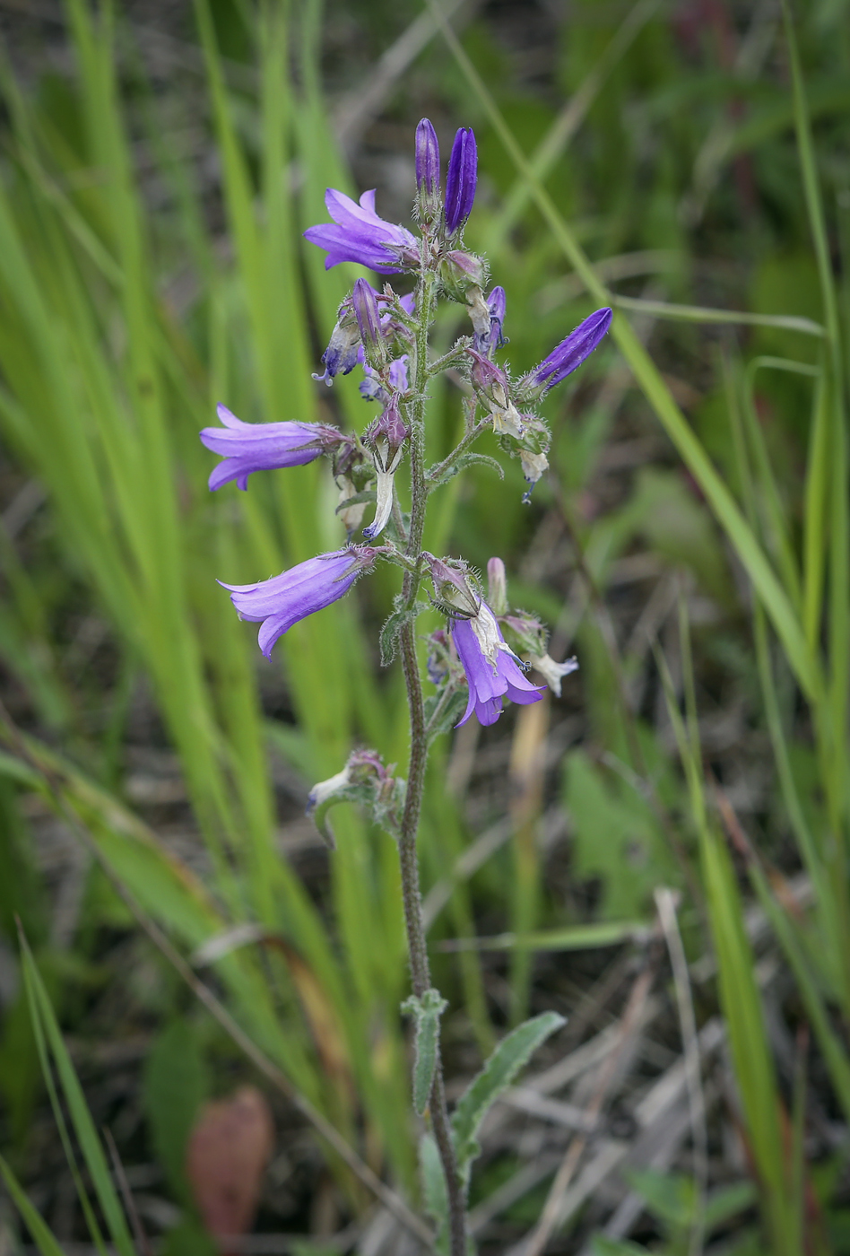 Image of Campanula sibirica specimen.