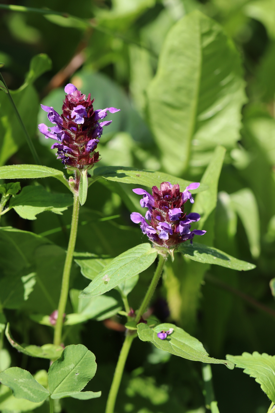 Image of Prunella vulgaris specimen.