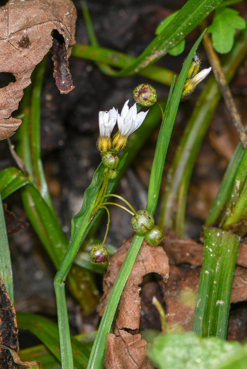 Image of genus Sisyrinchium specimen.