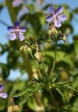 Geranium pratense. Верхушка цветущего растения. Архангельская обл., Вельский р-н, пос. Усть-Шоноша, во дворе дома. 19 июля 2010 г.