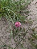 Armeria scabra. Соцветие. Гыданский п-ов, побережье Обской губы, вершина холма. 06.08.2021.